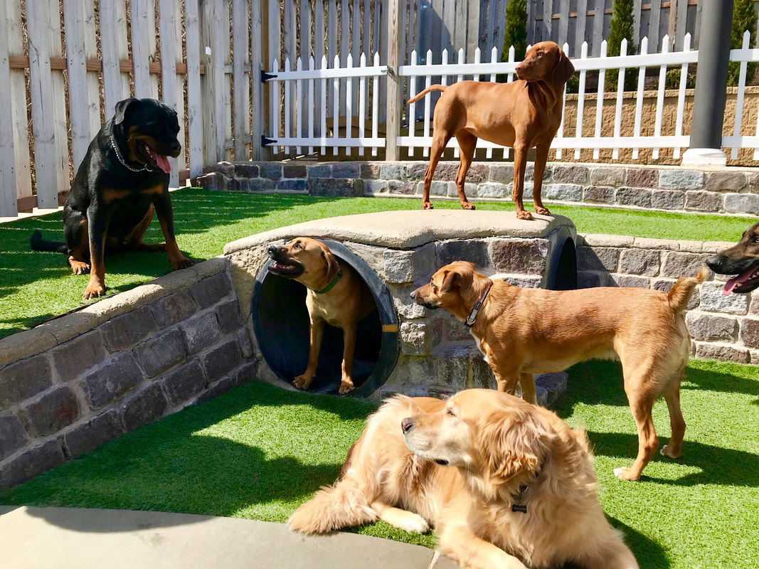 What Makes Healthy Hound Playground the Right Choice
